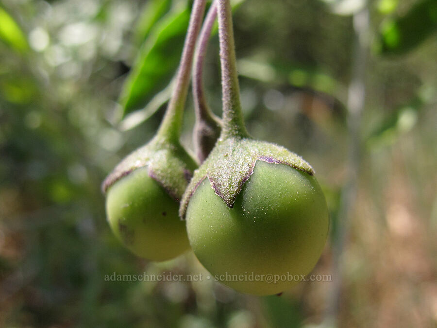blue-witch nightshade berries (Solanum umbelliferum) [Old Pinnacles Trail, Pinnacles National Park, San Benito County, California]