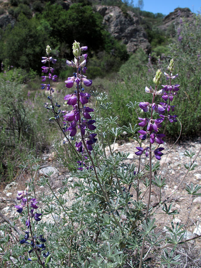 silver bush lupine (Lupinus albifrons) [Old Pinnacles Trail, Pinnacles National Park, San Benito County, California]