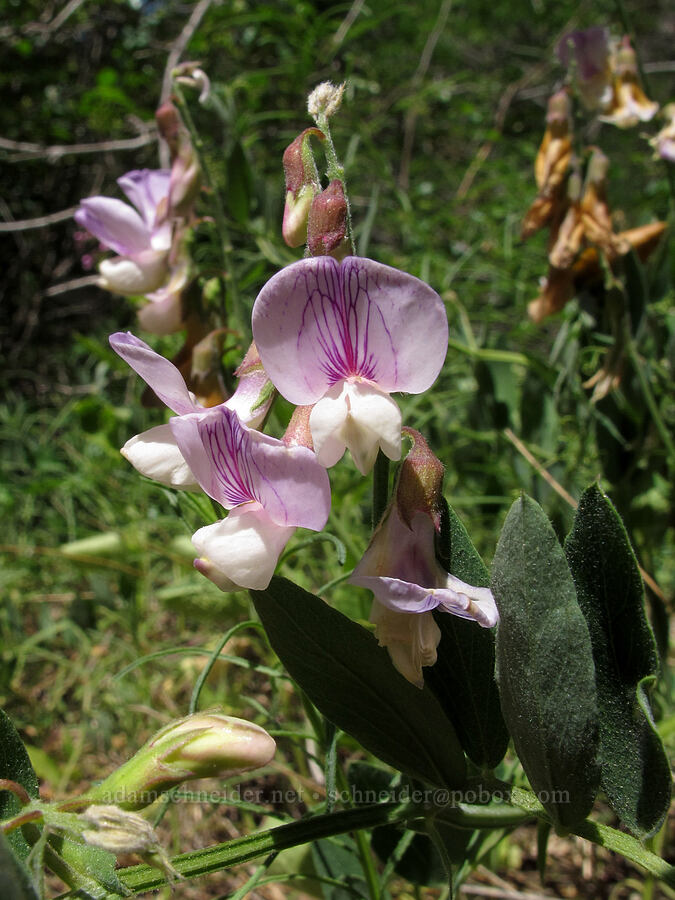 Pacific pea (Lathyrus vestitus) [Old Pinnacles Trail, Pinnacles National Park, San Benito County, California]