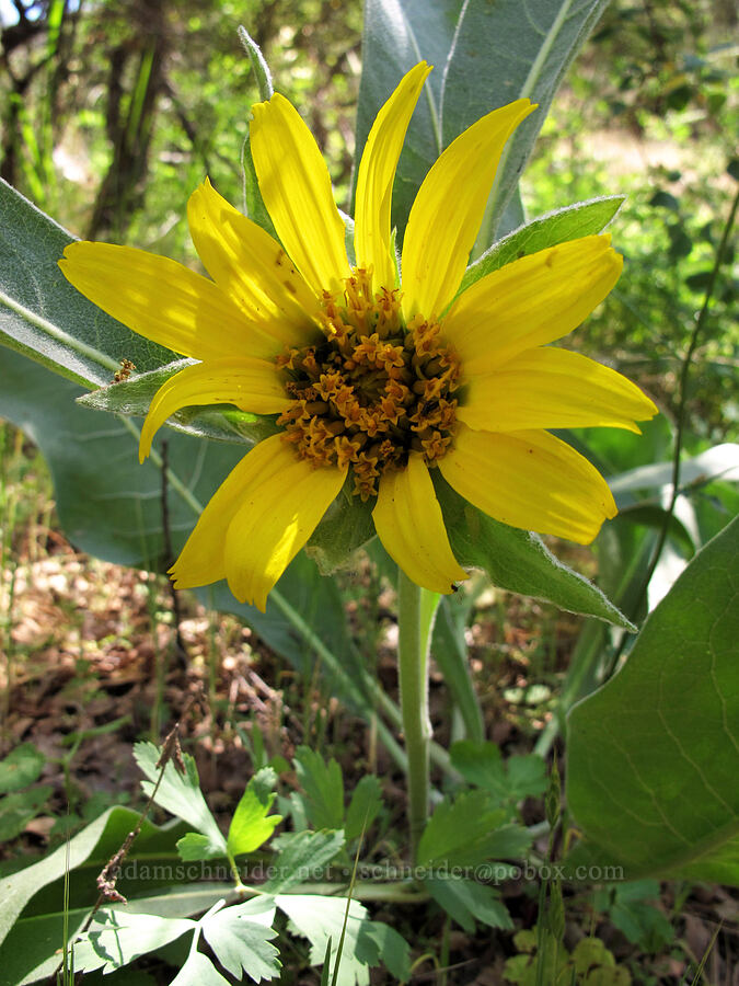 gray mule-ears (Wyethia helenioides) [Old Pinnacles Trail, Pinnacles National Park, San Benito County, California]