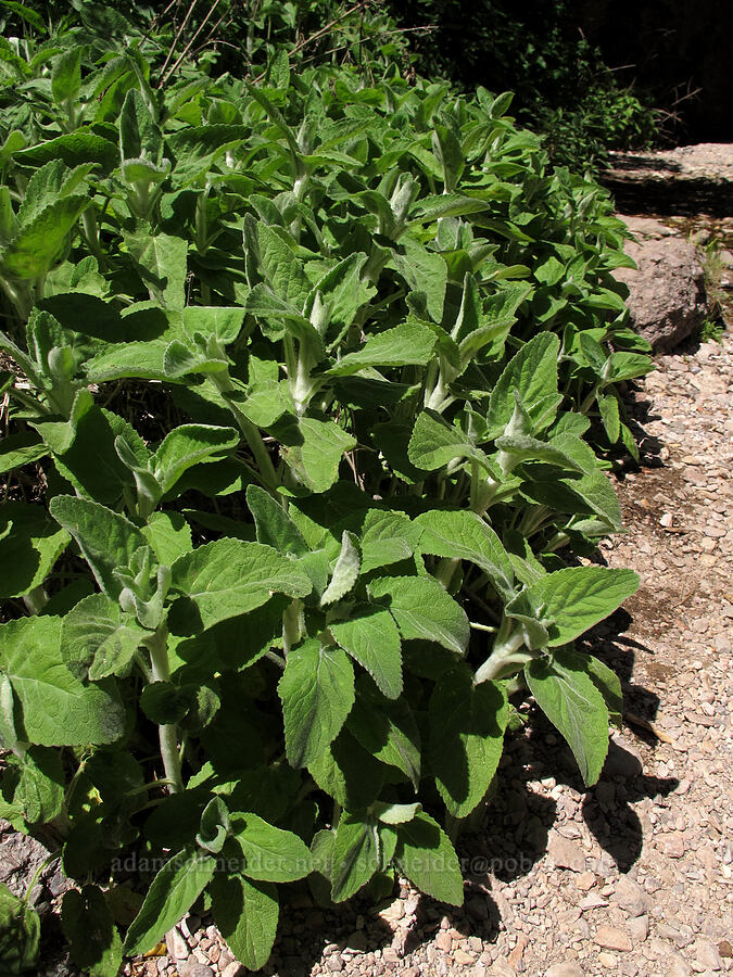 white-stem hedge-nettle (Stachys albens) [Balconies Cave Trail, Pinnacles National Park, San Benito County, California]