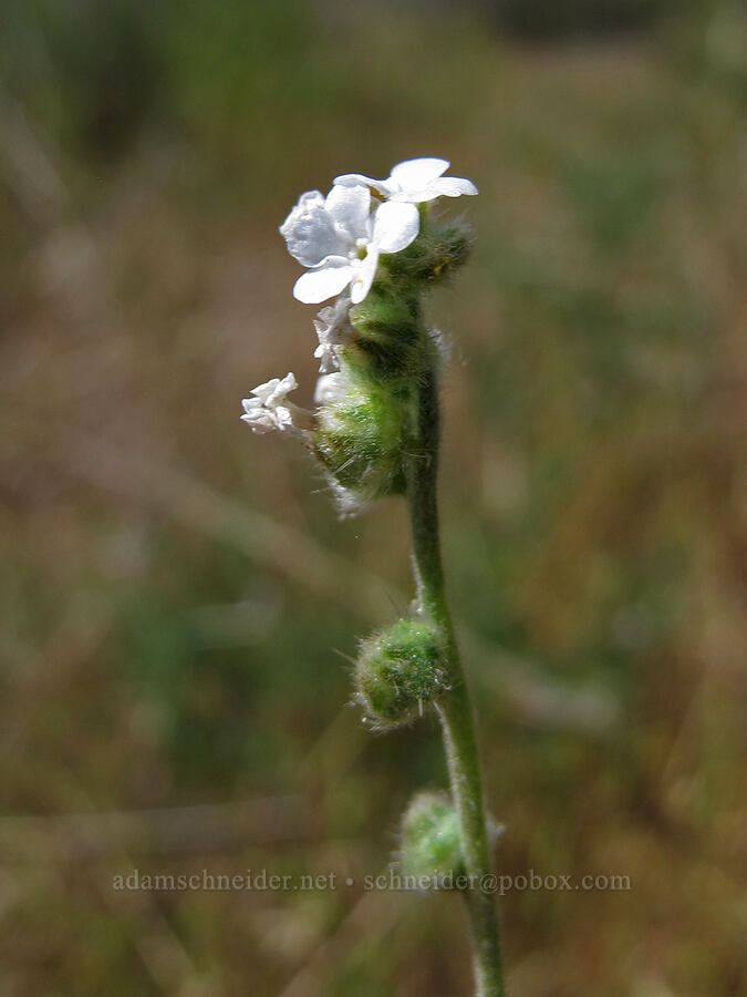 popcorn flower (Plagiobothrys sp.) [Balconies Trail, Pinnacles National Park, San Benito County, California]