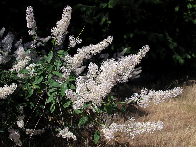 deerbrush (Ceanothus integerrimus) [Dog Mountain Trailhead, Gifford Pinchot National Forest, Skamania County, Washington]