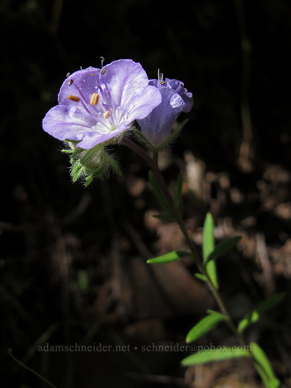 thread-leaf phacelia (Phacelia linearis) [Augspurger Trail, Gifford Pinchot National Forest, Skamania County, Washington]