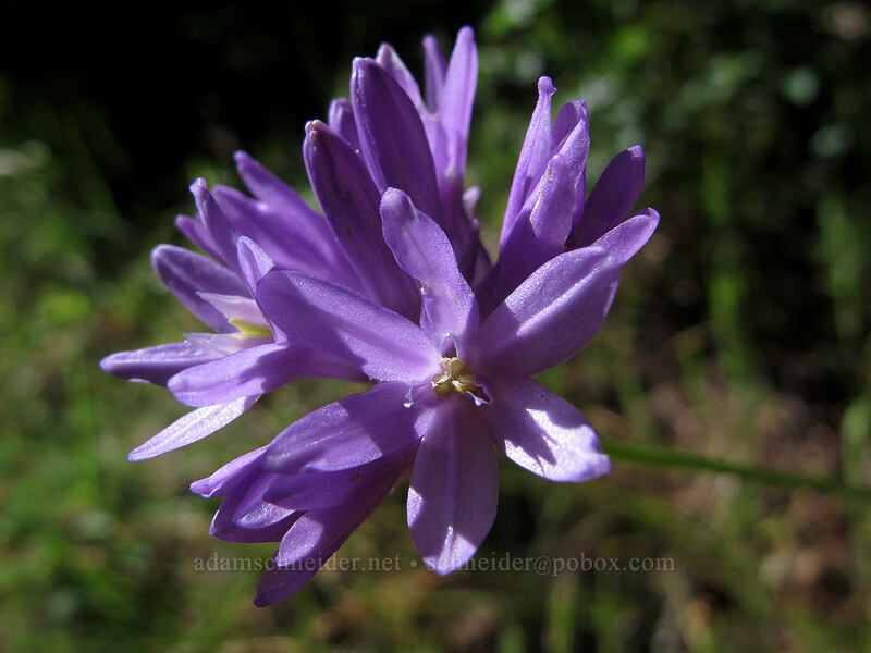 fork-tooth ookow (Dichelostemma congestum (Brodiaea congesta)) [Augspurger Trail, Gifford Pinchot National Forest, Skamania County, Washington]