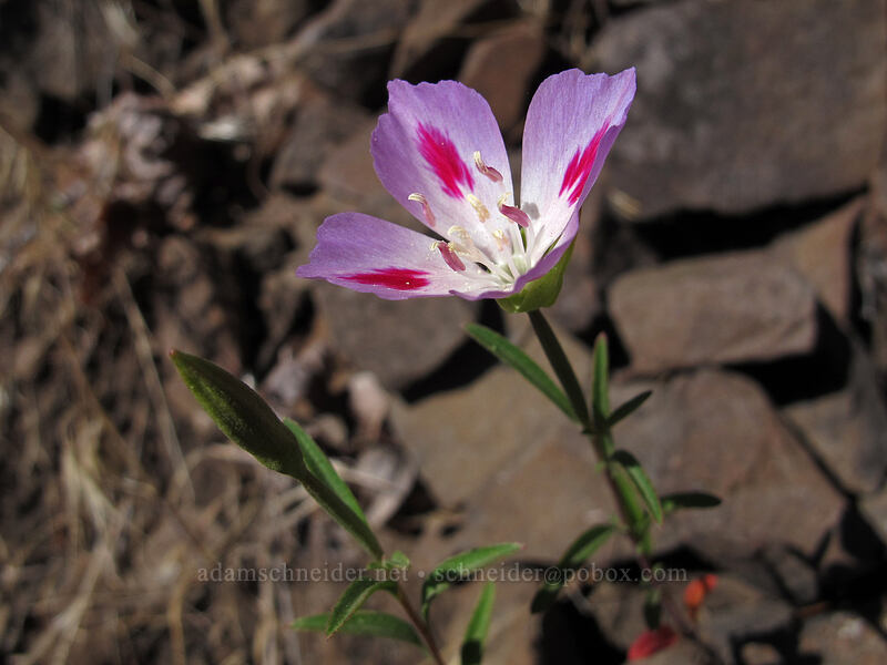 farewell-to-spring (Clarkia amoena) [Augspurger Trail, Gifford Pinchot National Forest, Skamania County, Washington]