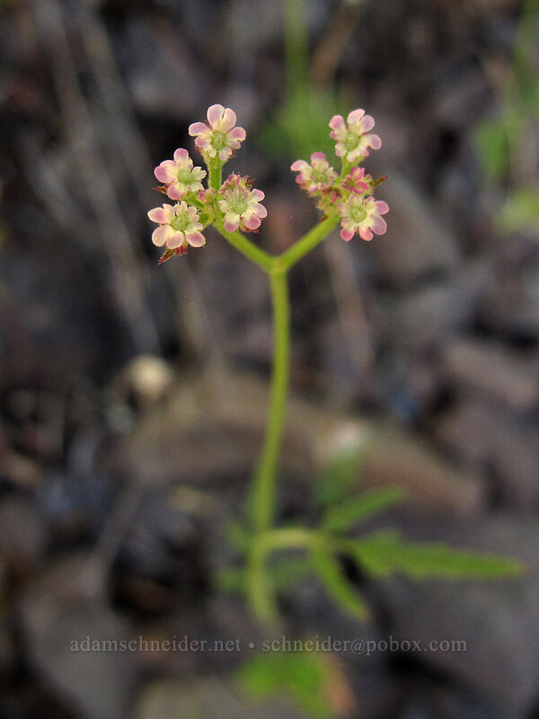 spreading hedge-parsley (Torilis arvensis) [Augspurger Trail, Gifford Pinchot National Forest, Skamania County, Washington]