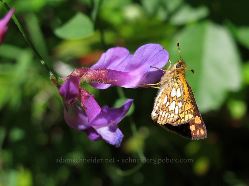 arctic skipper butterfly on pea-vine flowers (Carterocephalus skada (Carterocephalus palaemon skada), Lathyrus polyphyllus) [Augspurger Trail, Gifford Pinchot National Forest, Skamania County, Washington]