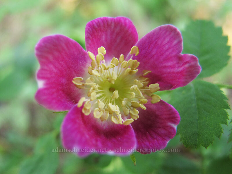wild rose (Rosa sp.) [Augspurger Trail, Gifford Pinchot National Forest, Skamania County, Washington]