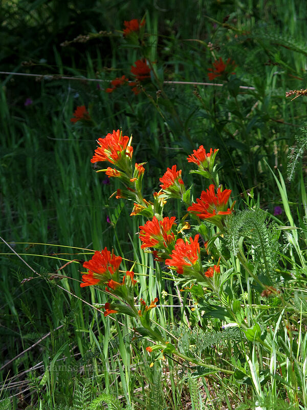harsh paintbrush (Castilleja hispida) [Augspurger Trail, Gifford Pinchot National Forest, Skamania County, Washington]
