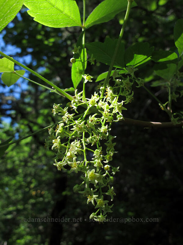 poison-oak flowers (Toxicodendron diversilobum (Rhus diversiloba)) [Augspurger Trail, Gifford Pinchot National Forest, Skamania County, Washington]