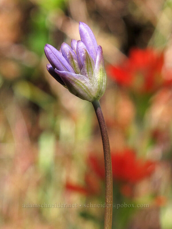 fork-tooth ookow (Dichelostemma congestum (Brodiaea congesta)) [Augspurger Trail, Gifford Pinchot National Forest, Skamania County, Washington]