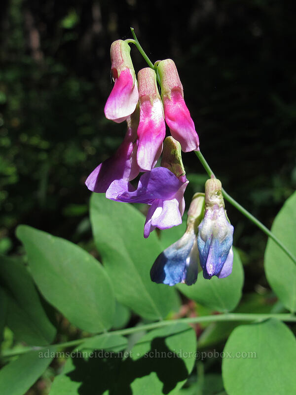 leafy pea-vine (Lathyrus polyphyllus) [Augspurger Trail, Gifford Pinchot National Forest, Skamania County, Washington]