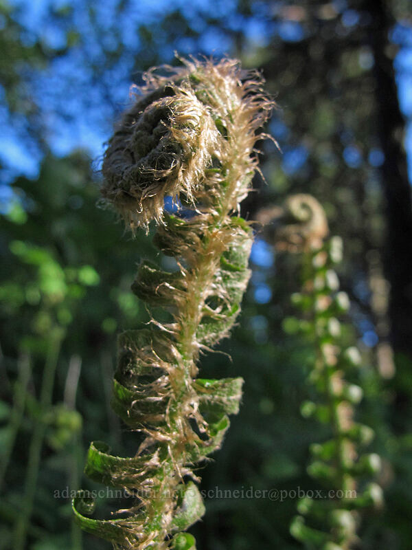 ferns [Dog Mountain, Gifford Pinchot National Forest, Skamania County, Washington]