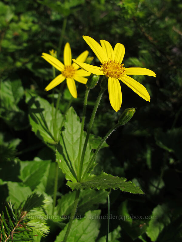 mountain arnica (Arnica latifolia) [Dog Mountain, Gifford Pinchot National Forest, Skamania County, Washington]