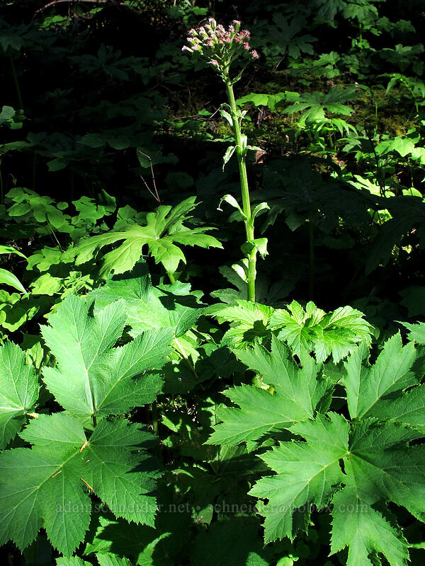 western palmate coltsfoot (Petasites frigidus var. palmatus) [Dog Mountain, Gifford Pinchot National Forest, Skamania County, Washington]