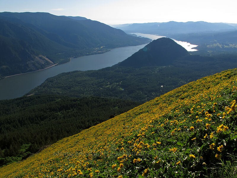 balsamroot-covered slopes (Balsamorhiza sp.) [Dog Mountain, Gifford Pinchot National Forest, Skamania County, Washington]