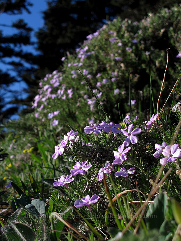 spreading phlox (Phlox diffusa) [Dog Mountain, Gifford Pinchot National Forest, Skamania County, Washington]