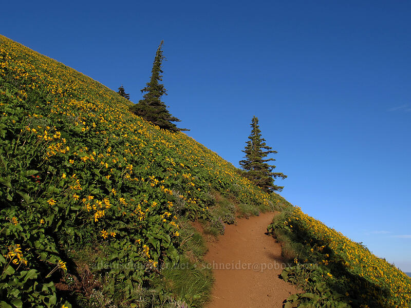 balsamroot-covered slopes (Balsamorhiza sp.) [Dog Mountain, Gifford Pinchot National Forest, Skamania County, Washington]