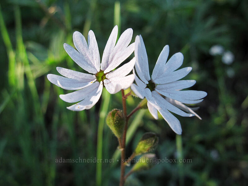small-flowered woodland stars (Lithophragma parviflorum) [Dog Mountain, Gifford Pinchot National Forest, Skamania County, Washington]