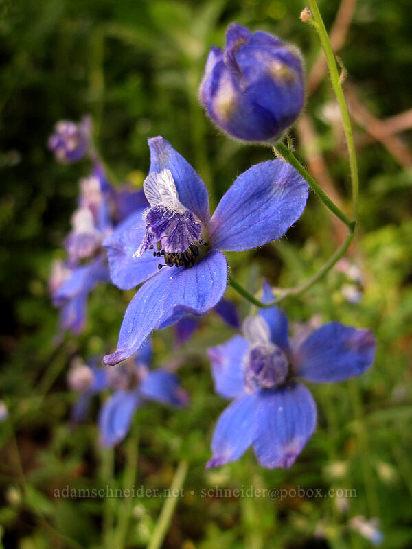 upland larkspur (Delphinium nuttallianum) [Dog Mountain, Gifford Pinchot National Forest, Skamania County, Washington]