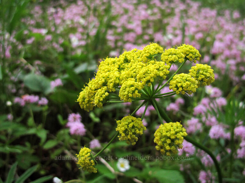 nine-leaf desert-parsley & rosy plectritis (Lomatium triternatum, Plectritis congesta) [Dog Mountain, Gifford Pinchot National Forest, Skamania County, Washington]