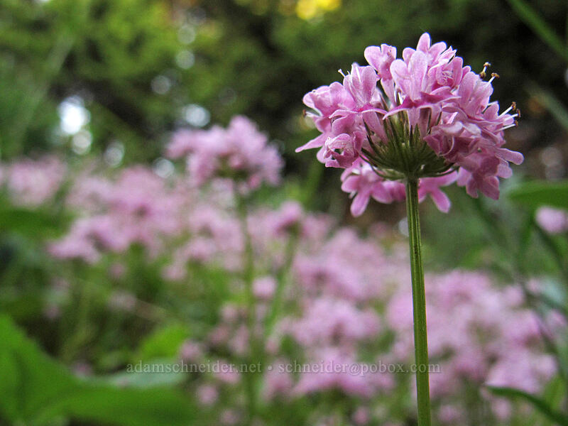 rosy plectritis (Plectritis congesta) [Dog Mountain, Gifford Pinchot National Forest, Skamania County, Washington]