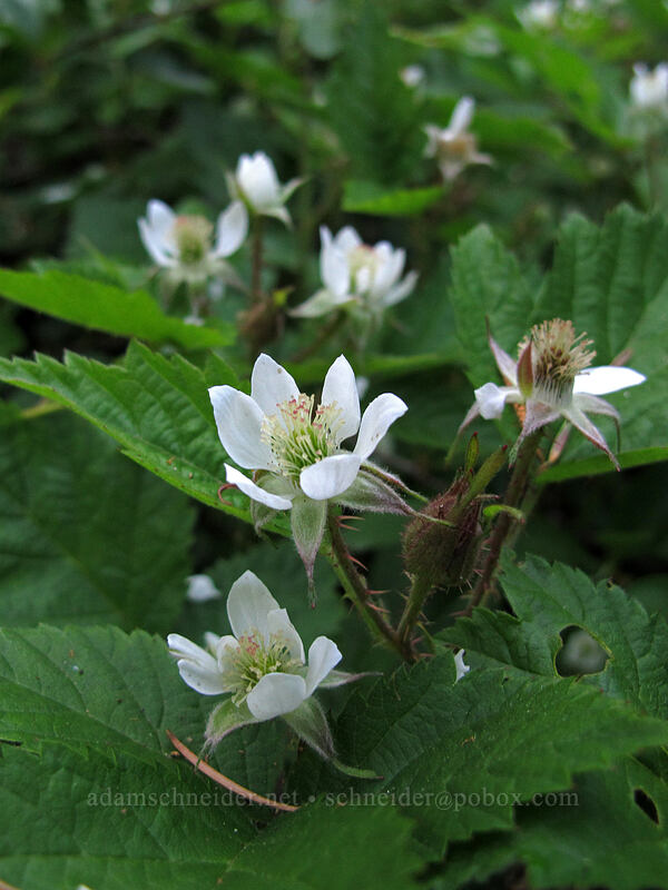 trailing blackberry (Rubus ursinus) [Dog Mountain, Gifford Pinchot National Forest, Skamania County, Washington]