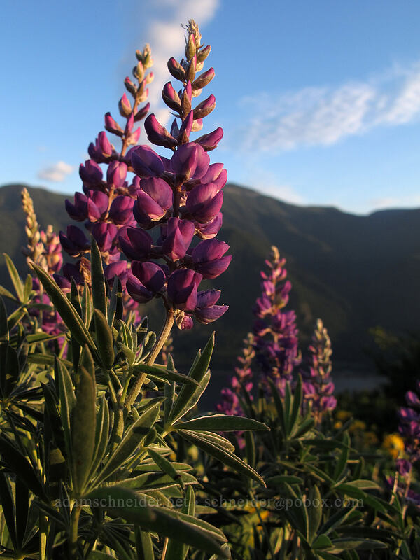 spurred lupines (Lupinus arbustus) [Dog Mountain, Gifford Pinchot National Forest, Skamania County, Washington]