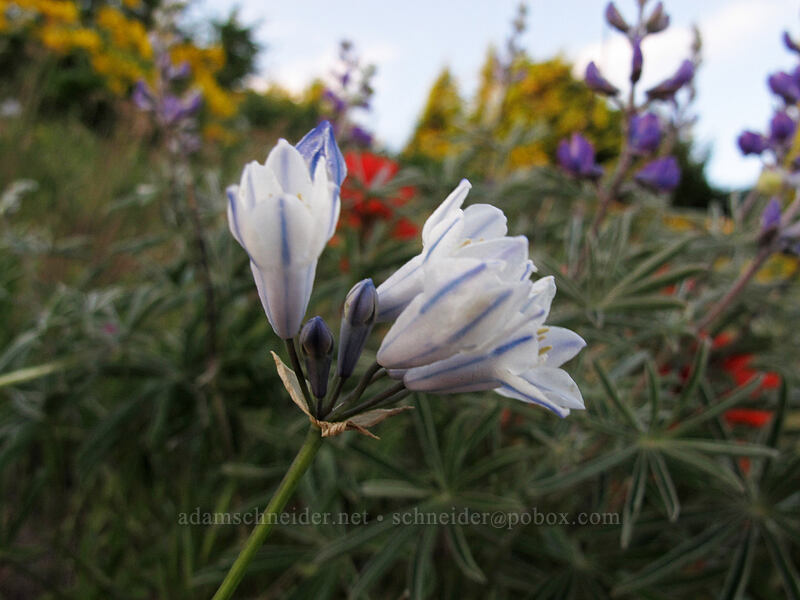 bi-colored cluster lily (Triteleia grandiflora var. howellii (Brodiaea bicolor)) [Dog Mountain, Gifford Pinchot National Forest, Skamania County, Washington]