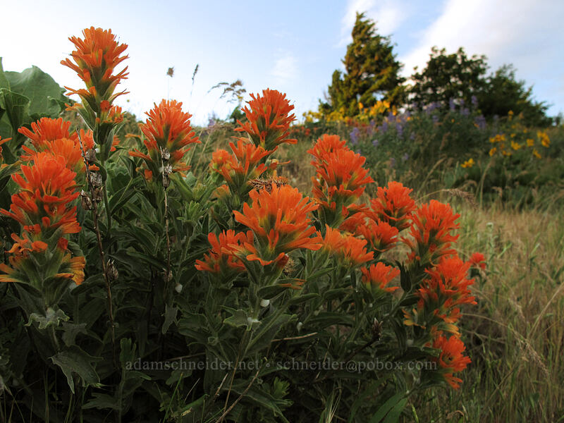 harsh paintbrush (Castilleja hispida) [Dog Mountain, Gifford Pinchot National Forest, Skamania County, Washington]