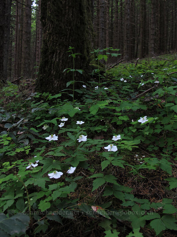 Columbia windflowers (Anemone deltoidea (Anemonastrum deltoideum)) [Dog Mountain Trail, Gifford Pinchot National Forest, Skamania County, Washington]