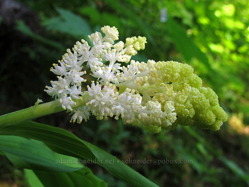 large-flowered false solomon's-seal (Maianthemum racemosum ssp. amplexicaule (Smilacina racemosa)) [Hamilton Mountain Trail, Beacon Rock State Park, Skamania County, Washington]