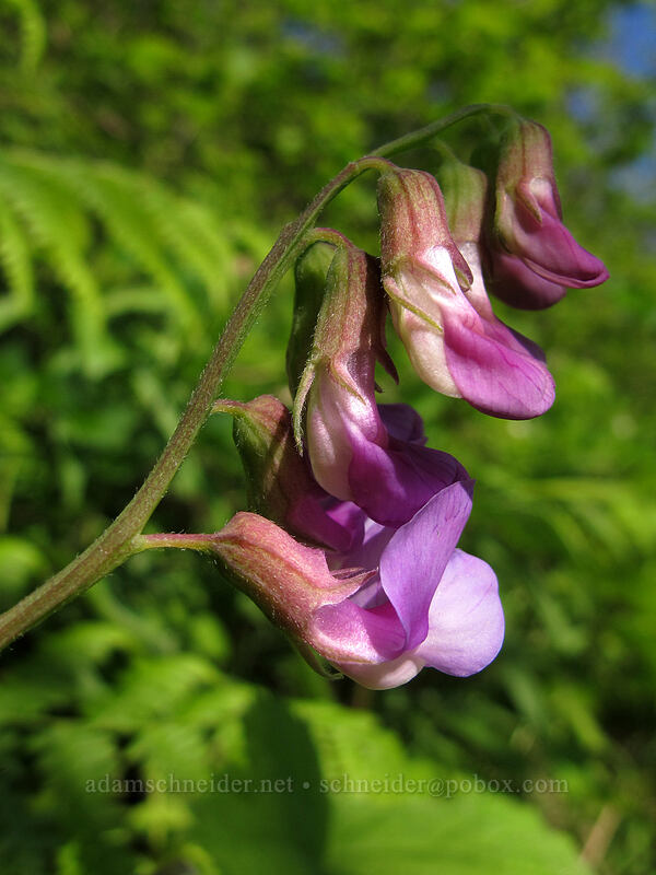 American vetch (Vicia americana) [Hamilton Mountain Trail, Beacon Rock State Park, Skamania County, Washington]