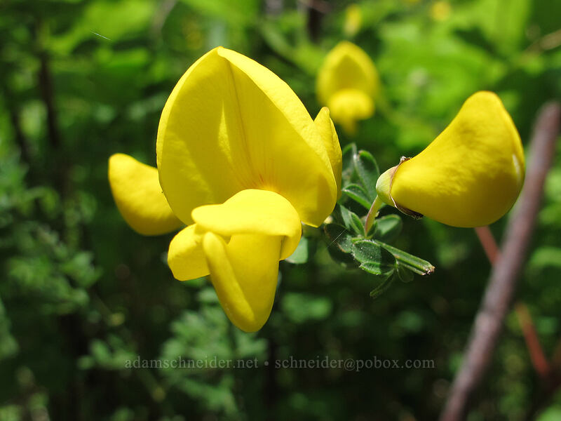 scotch broom (Cytisus scoparius) [Hamilton Mountain Trail, Beacon Rock State Park, Skamania County, Washington]