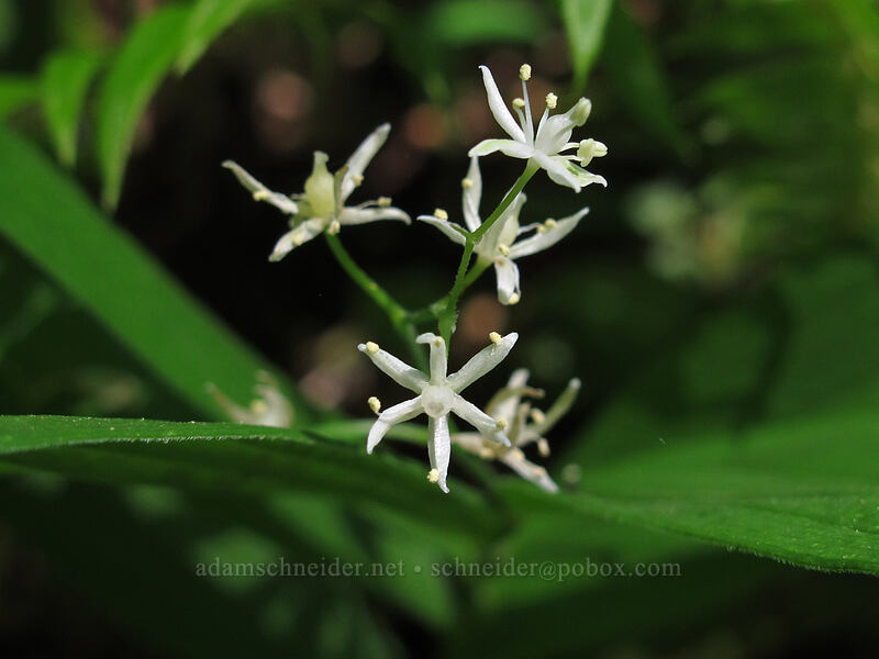 star-flowered false solomon's-seal (Maianthemum stellatum (Smilacina stellata)) [Hamilton Mountain Trail, Beacon Rock State Park, Skamania County, Washington]