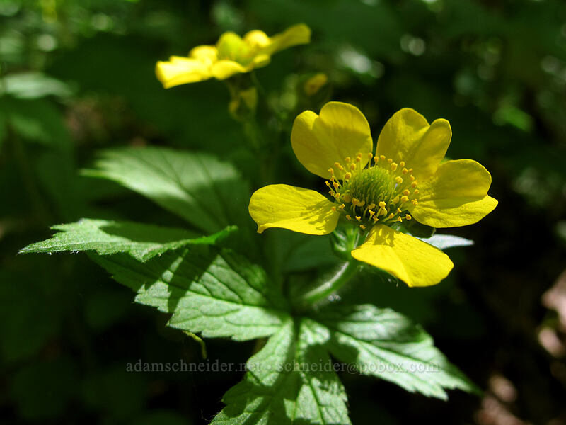 large-leaf avens (Geum macrophyllum) [Hamilton Mountain Trail, Beacon Rock State Park, Skamania County, Washington]
