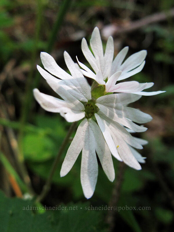 woodland stars (Lithophragma parviflorum) [Hamilton Mountain Trail, Beacon Rock State Park, Skamania County, Washington]