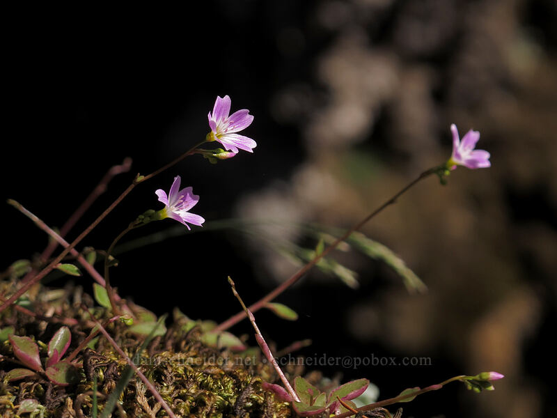little-leaf montia (Montia parvifolia (Claytonia parvifolia)) [Hamilton Mountain Trail, Beacon Rock State Park, Skamania County, Washington]