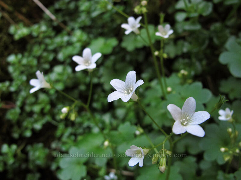 Sitka mistmaidens (Romanzoffia sitchensis) [Hamilton Mountain Trail, Beacon Rock State Park, Skamania County, Washington]