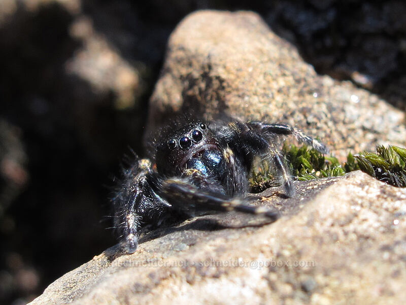 red-backed jumping spider (Phidippus johnsoni) [Hamilton Mountain Trail, Beacon Rock State Park, Skamania County, Washington]