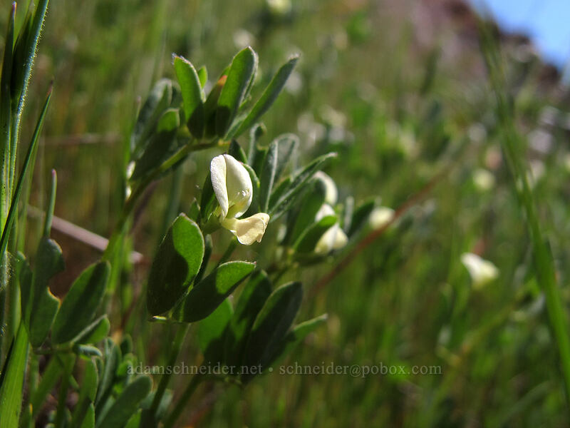 small-flowered deer-vetch (Acmispon parviflorus (Lotus micranthus)) [Little Hamilton Mountain, Beacon Rock State Park, Skamania County, Washington]