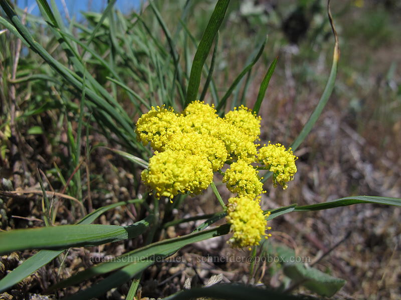nine-leaf desert-parsley (Lomatium triternatum) [Little Hamilton Mountain, Beacon Rock State Park, Skamania County, Washington]