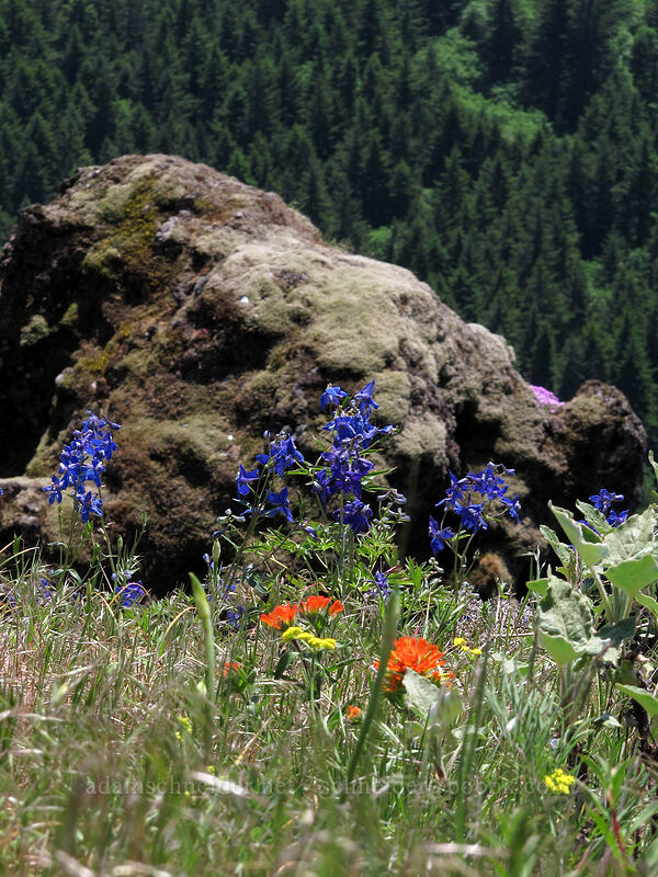 wildflowers [Little Hamilton Mountain, Beacon Rock State Park, Skamania County, Washington]