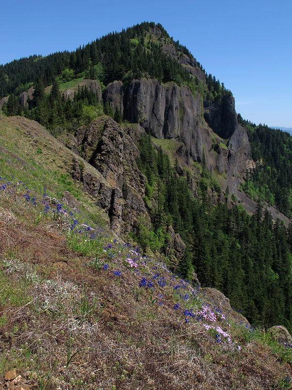 Hamilton Mountain [Little Hamilton Mountain, Beacon Rock State Park, Skamania County, Washington]