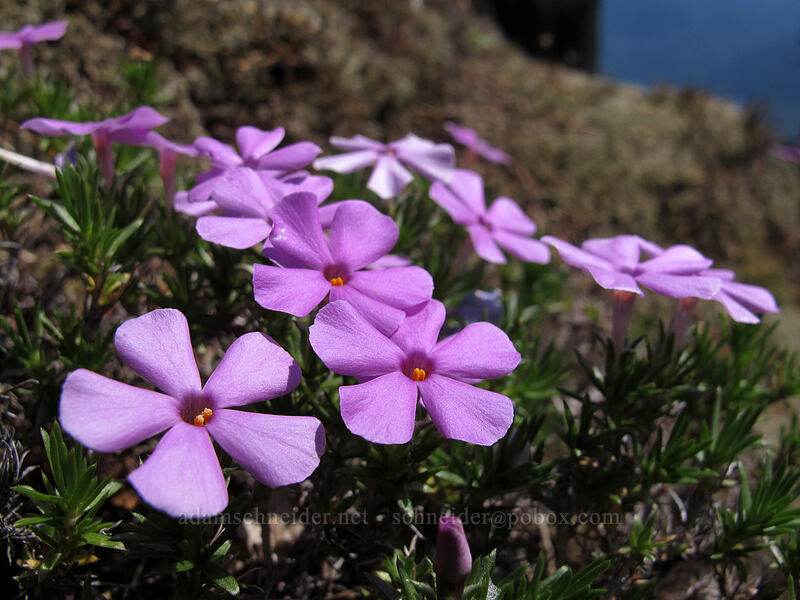 phlox (Phlox diffusa) [Hamilton Mountain Trail, Beacon Rock State Park, Skamania County, Washington]