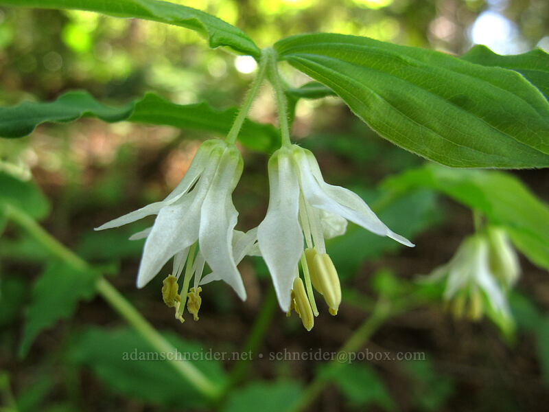 Hooker's fairy bells (Prosartes hookeri (Disporum hookeri)) [Hamilton Mountain Trail, Beacon Rock State Park, Skamania County, Washington]