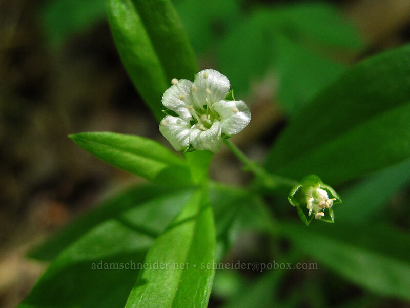 big-leaf sandwort (Moehringia macrophylla (Arenaria macrophylla)) [Hamilton Mountain Trail, Beacon Rock State Park, Skamania County, Washington]