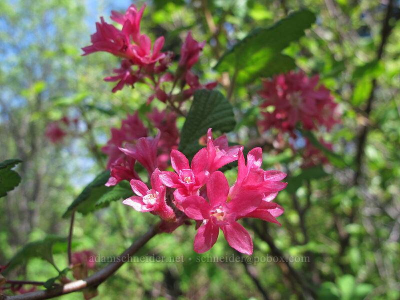 red-flowering currant (Ribes sanguineum) [Hamilton Mountain Trail, Beacon Rock State Park, Skamania County, Washington]