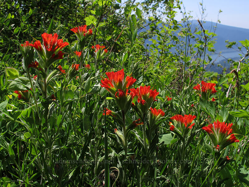 harsh paintbrush (Castilleja hispida) [Hamilton Mountain Trail, Beacon Rock State Park, Skamania County, Washington]
